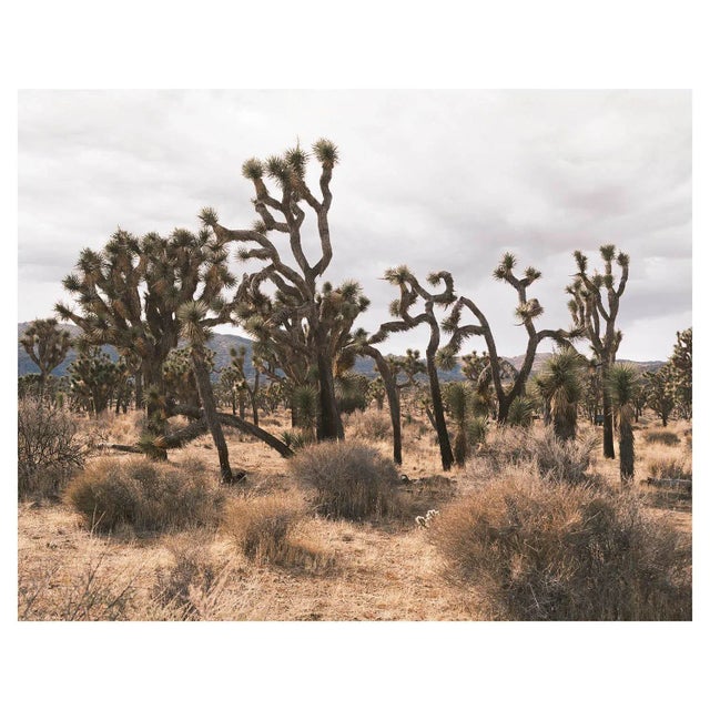 Contemporary Joshua Tree Photograph in Muted Tones - 16" X 20" For Sale - Image 3 of 3