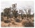 Contemporary Joshua Tree Photograph in Muted Tones - 16" X 20" For Sale - Image 3 of 3