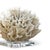 Traditional Regina Andrew Ribbon Coral in White For Sale - Image 3 of 6