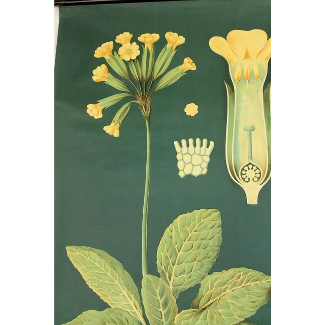 1950s Large Vintage Botanical Poster Chart, 1950s For Sale - Image 5 of 8