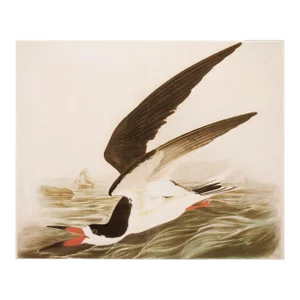Black Skimmer After Audubon, XL 1966 Cottage Style Print