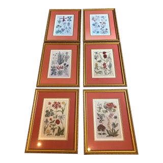 Set of 6 Floral Study Prints For Sale