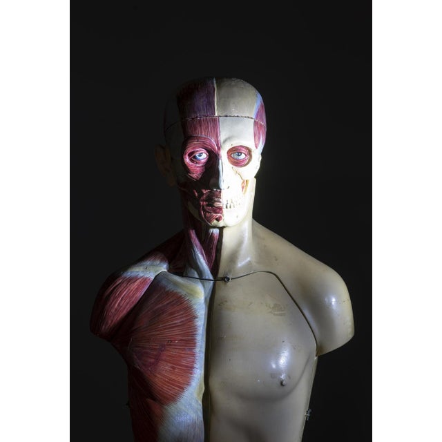 Vintage anatomical torso model with removable internal organs, showing the musculature on one half and the skin on the...
