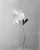Peony No.16 — Analogue Black and White Floral Photography, 40 x 32 cm Peony No.16 is an analogue monochrome floral...