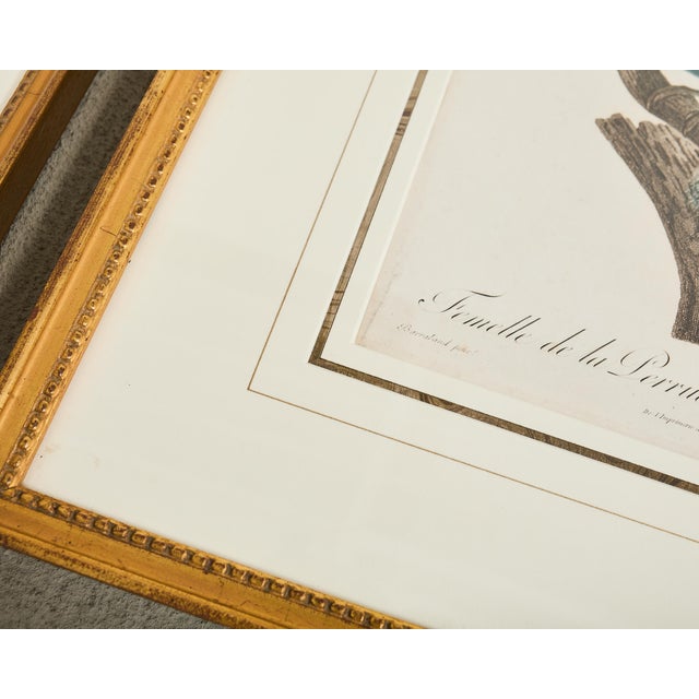 Pair Jacques Barraband Hand Colored Ornithological Bird Prints For Sale - Image 13 of 17