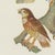 1940s After Descourtilz, Striped Owl, Barn Owl and Pygmy Owl, 1944, Print For Sale - Image 5 of 12