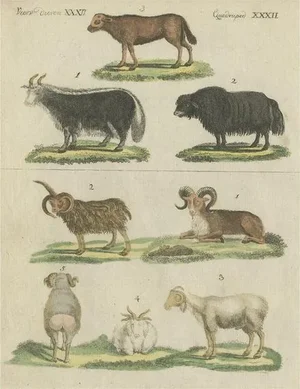 Bertuch, Illustration of Sheep, 1800s, Hand Colored Print