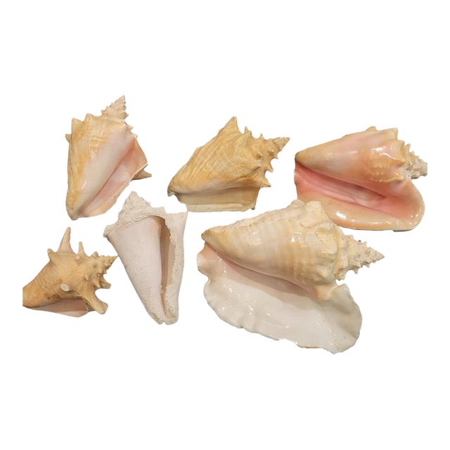 Vintage Large Coastal Genuine Natural Conch Sea Shells- Set of 6 For Sale