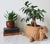 Vintage wicker turtle planter basket. No makers mark. Some fading and discoloration to wicker.