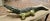 Long Italian Handmade Majolica Crocodile For Sale - Image 4 of 8