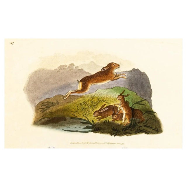 E. Donovan & F.C. & J. Rivington, Nature Illustration, June 1819, Hand-Colored Copperplate Engraving For Sale - Image 6 of 6