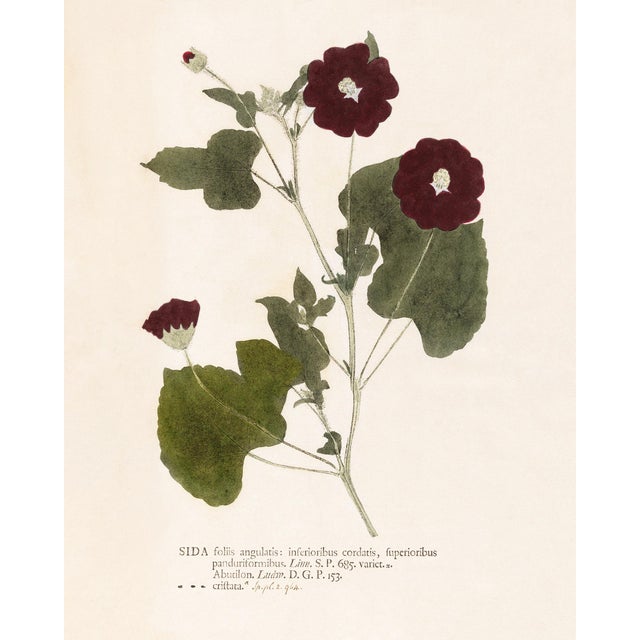 Not Yet Made - Made To Order Antique Botanical Set in Oxblood - Set of 8 11" X 14" For Sale - Image 5 of 12