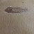 American Fossil Plated Fish - Diplomystus - Preserved on a Limestone Slab For Sale - Image 3 of 6