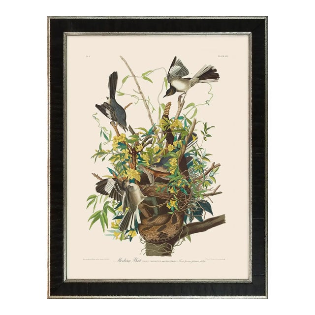 Mockingbird Duchess Edition, After Audubon Reproduction Print, Framed For Sale