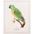 Printmaking Materials After 1590s Anselmus Boetius De Boodt, Parrot Print Set of 9 For Sale - Image 7 of 12