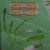 Quentell Freshwater Algae Plants Maritime Decoration by Pull-Down Wall Chart For Sale - Image 3 of 7