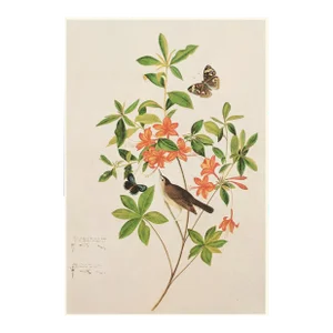 1966 Swainson's Warbler After John J. Audubon, Cottage Print