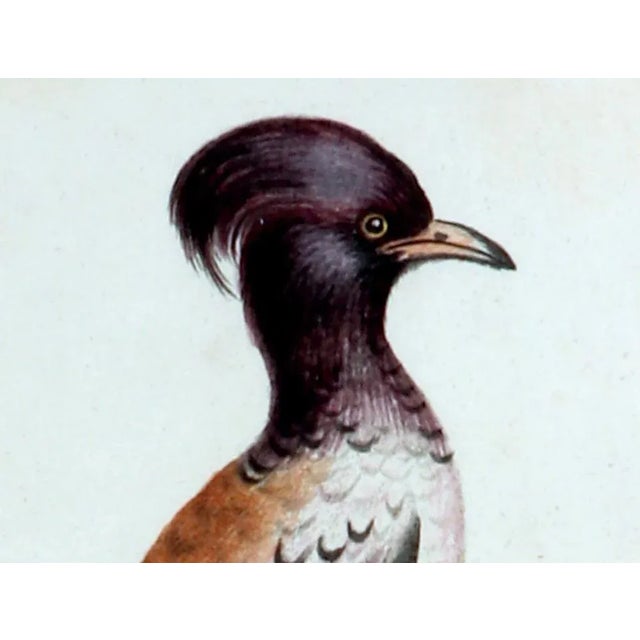 Johann Seligmann Bird Print, Le Merle Rofette, Tab XXXIX After George Edwards Circa 1770 The Johann Seligmann engravings...