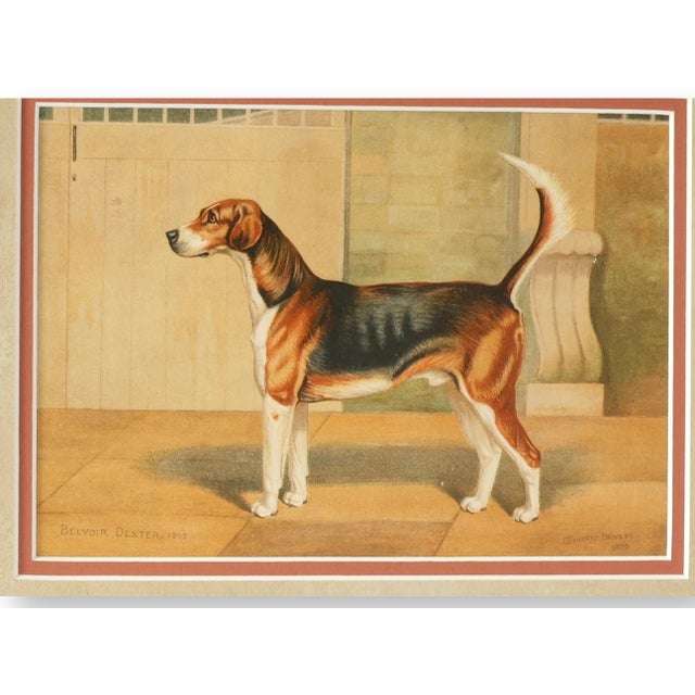 Late 19th-century English sporting lithograph depicting Belvoir Dexter (1885), rendered after the work of British animal...