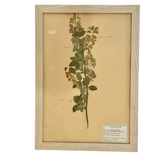 Set of 4 vintage French herbarium dried plant and floral specimens. Each one has a printed and hand written label with...