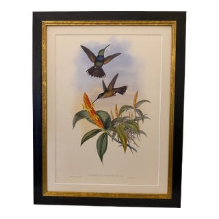 1990s Framed Print, Blue Breast or Sternoclyta Cyaneipectus (Plate 58 Hill House Edition) Reproduction Print After John Gould For Sale
