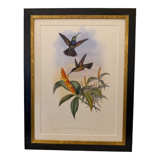 1990s Framed Print, Blue Breast or Sternoclyta Cyaneipectus (Plate 58 Hill House Edition) Reproduction Print After John Gould For Sale