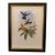 1990s Framed Print, Blue Breast or Sternoclyta Cyaneipectus (Plate 58 Hill House Edition) Reproduction Print After John Gould For Sale