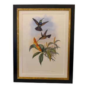 1990s Framed Print, Blue Breast or Sternoclyta Cyaneipectus (Plate 58 Hill House Edition) Reproduction Print After John Gould