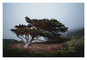 "Cypress in Heavy Fog" Coastal Photograph - 60" X 40"