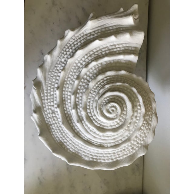 Gorgeous large shell. In very good condition with wear consistent with age and material.