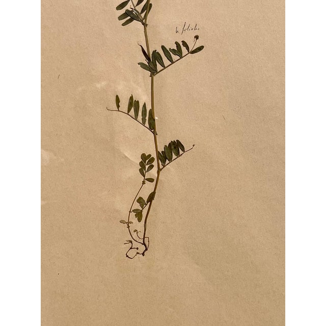 1965 French Herbarium Botanical Specimens – Set of 8 Custom Framed Pressed Botanicals For Sale - Image 11 of 18