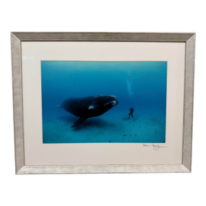 Brian Skerry First Encounter Southern Right Whale Photograph, Signed
