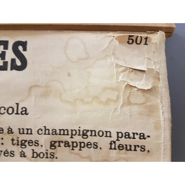 Vintage Disease of the Vines Poster on Toile For Sale - Image 9 of 10