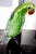 1970s Vintage Dynasty Gallery Murano-Style Cased Glass Parrot For Sale In San Diego - Image 6 of 15