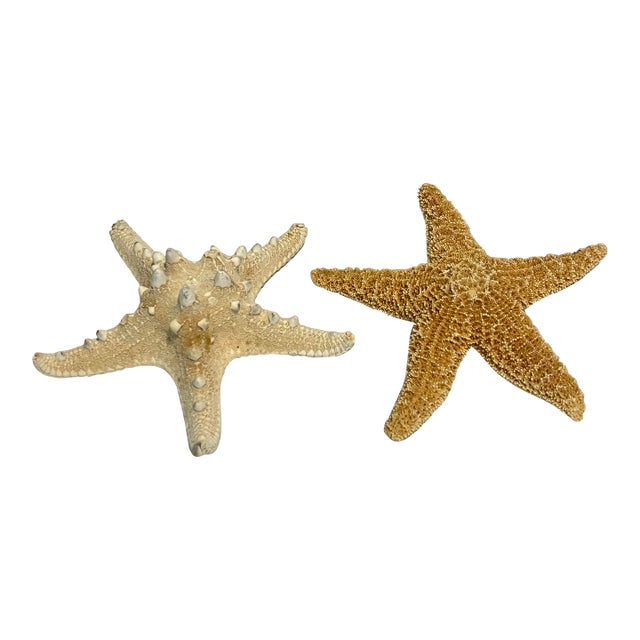 Vintage Natural Starfish Specimens -2 For Sale