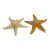 Vintage Natural Starfish Specimens -2 For Sale
