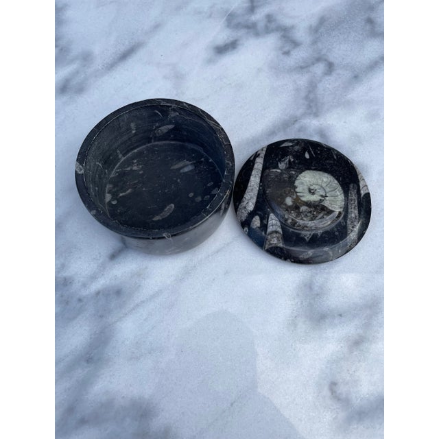 Contemporary Ammonite and Orthocerus Fossil Trinket Box For Sale - Image 3 of 6
