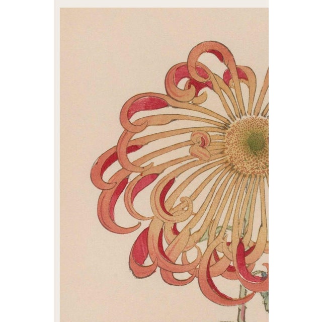 Vintage Japanese botanical art print featuring a restored 1893 red chrysanthemum by Keika Hasegawa. Museum-quality Japandi...