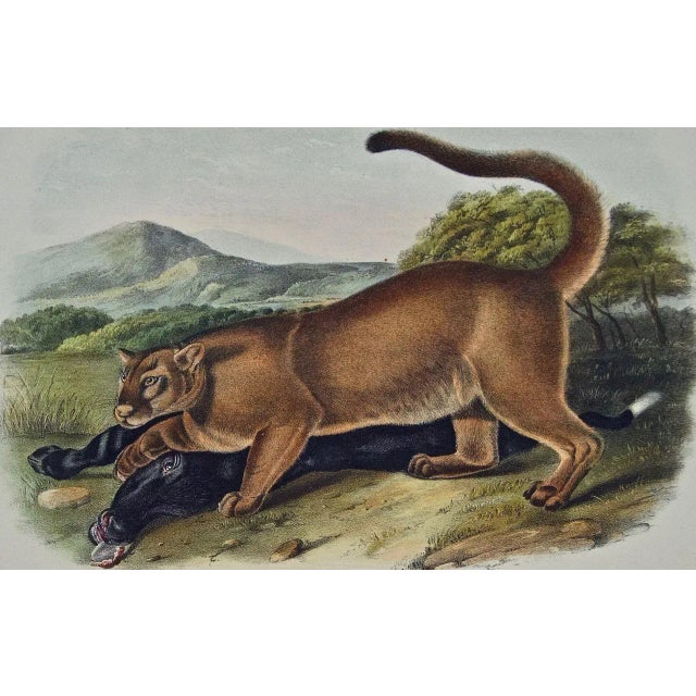 Realism Audubon Cougar: An Original 19th C. Audubon Hand Colored Quadruped Lithograph, 1849-1854 For Sale - Image 3 of 4
