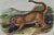 Realism Audubon Cougar: An Original 19th C. Audubon Hand Colored Quadruped Lithograph, 1849-1854 For Sale - Image 3 of 4