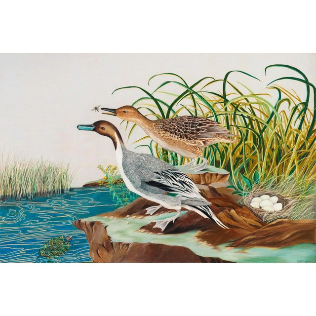 Pintail Duck by Natalie Erwin, Paper Print (72x48) For Sale