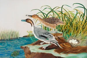 Pintail Duck by Natalie Erwin, Paper Print (72x48)