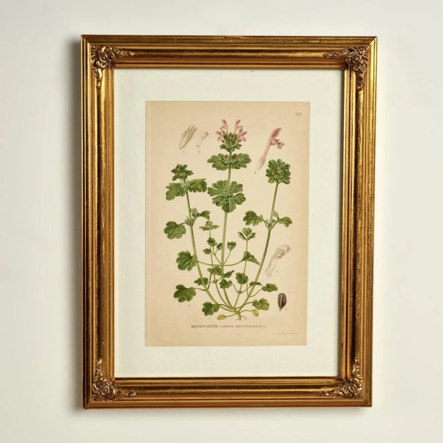 Antique Group of Nine Hand Colored Botanical Prints For Sale - Image 17 of 18