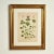 Antique Group of Nine Hand Colored Botanical Prints For Sale - Image 17 of 18