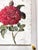 2020s Red Garden Rose - Hand Textured Vintage Rose For Sale - Image 5 of 6
