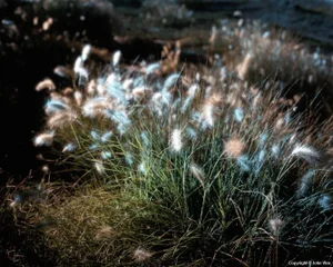 Contemporary Night Photograph "Fuzzy" by John Vias
