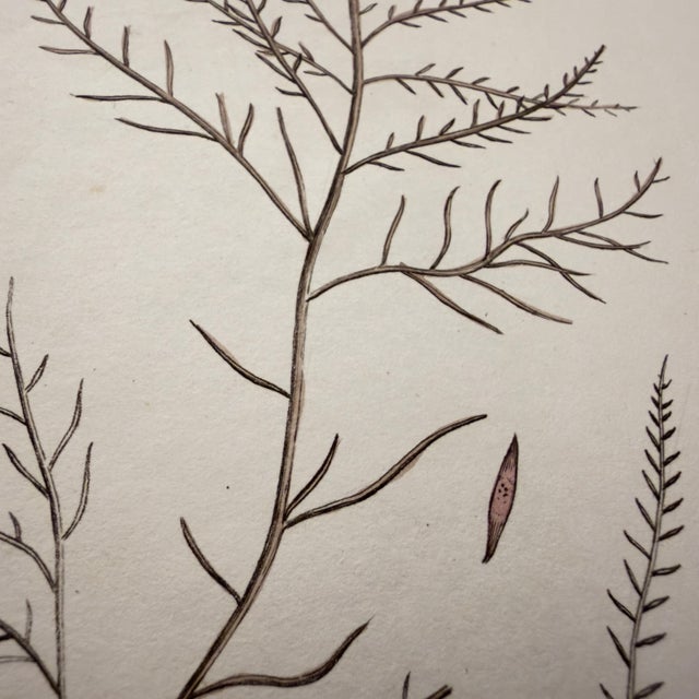 Framed Pair of Antique Sowerby Seaweed Prints | English Marine Botany For Sale - Image 11 of 12