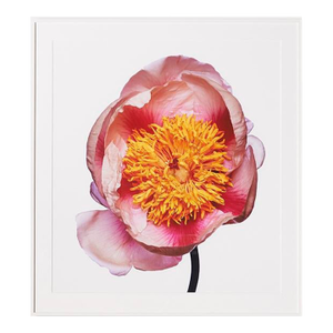Lady Gay Peony, Framed Photograph, 51 x 56