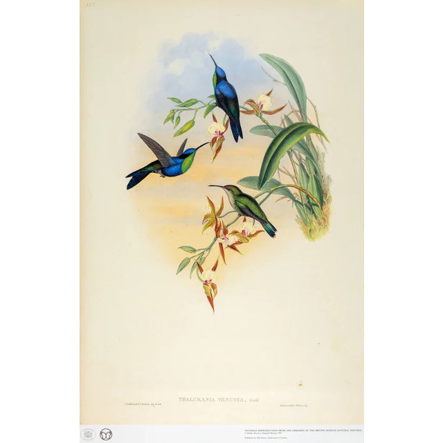 1990s Framed Prints, Set of 4, Swallow-Tail, Refulgent Wood Nymph, Black-Banded Wood Nymph, Blue-Crowned Wood Nymph Hummingbird Hill House Editions For Sale In Greenville, SC - Image 6 of 17
