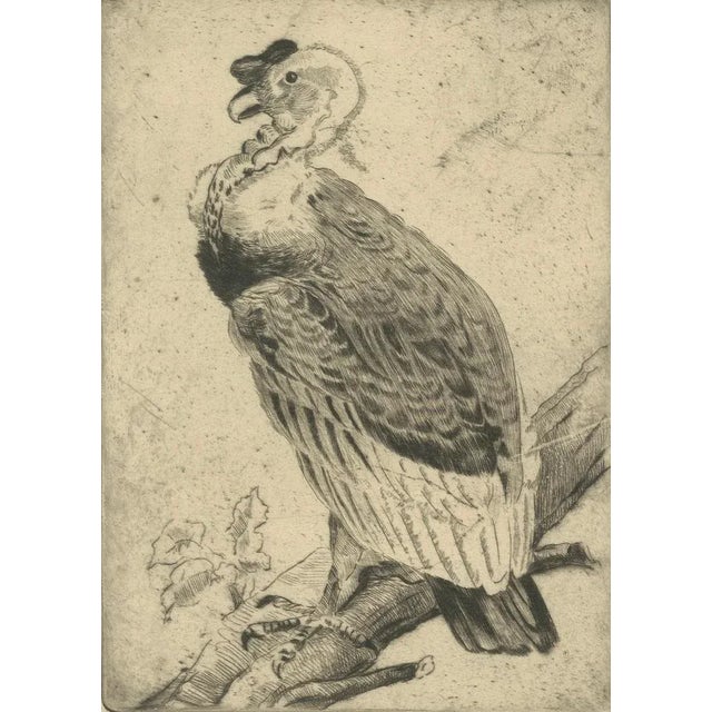 The Andean Condor, 1880, Etching For Sale - Image 4 of 10